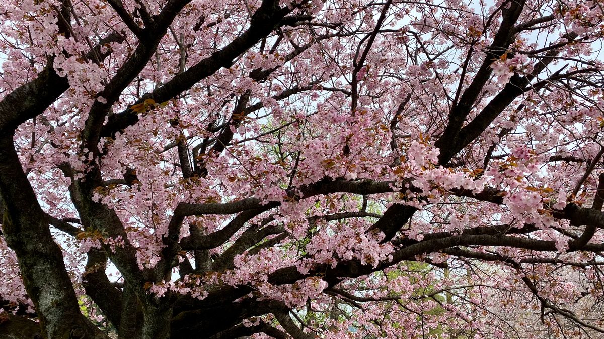 Brad In Japan: Sakura 🌸