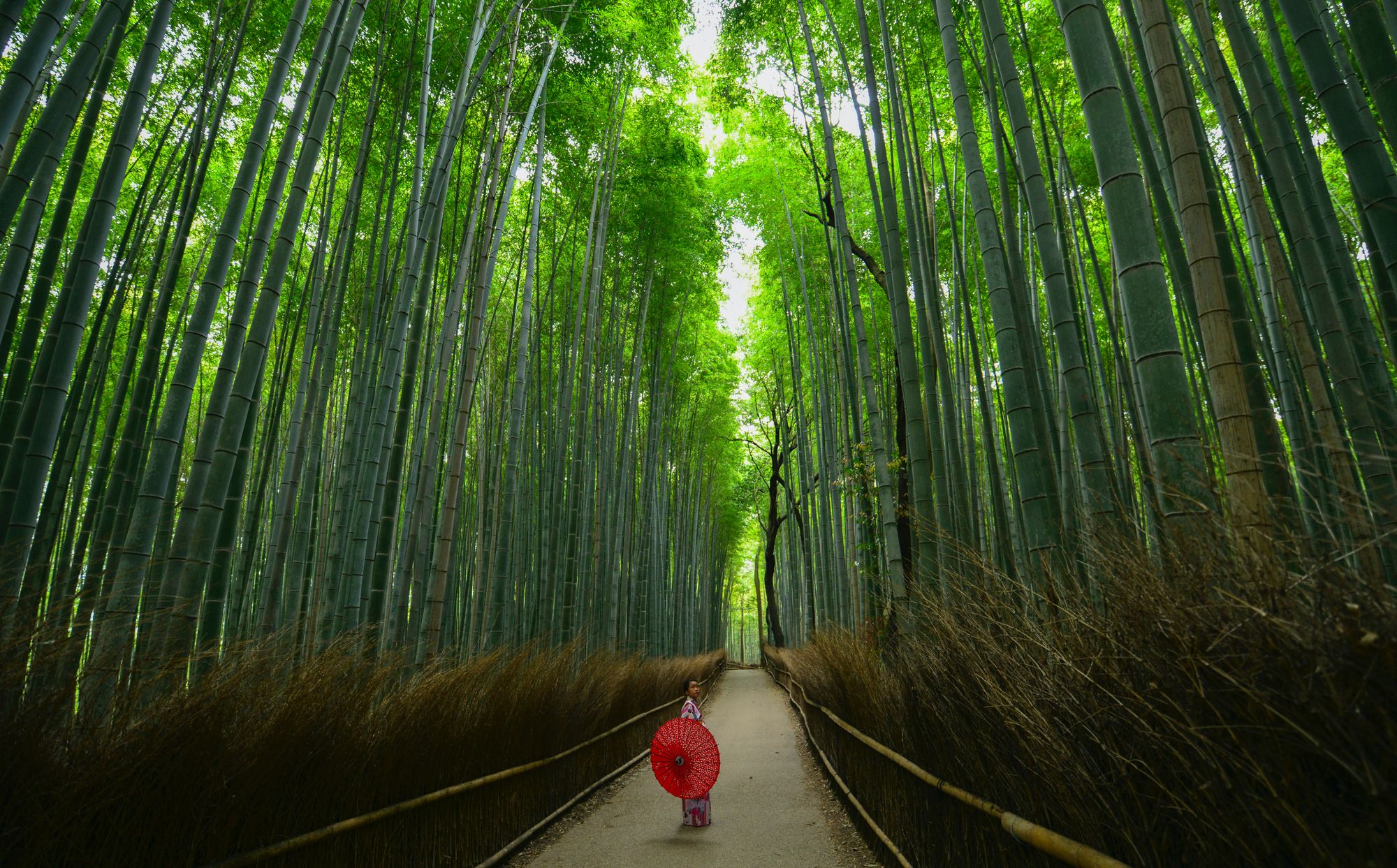 Learning Japanese in 6 Months: Week Ten Update
