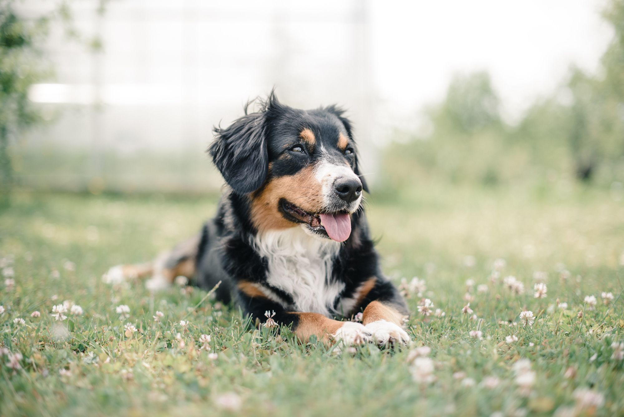 Best & Worst Pet