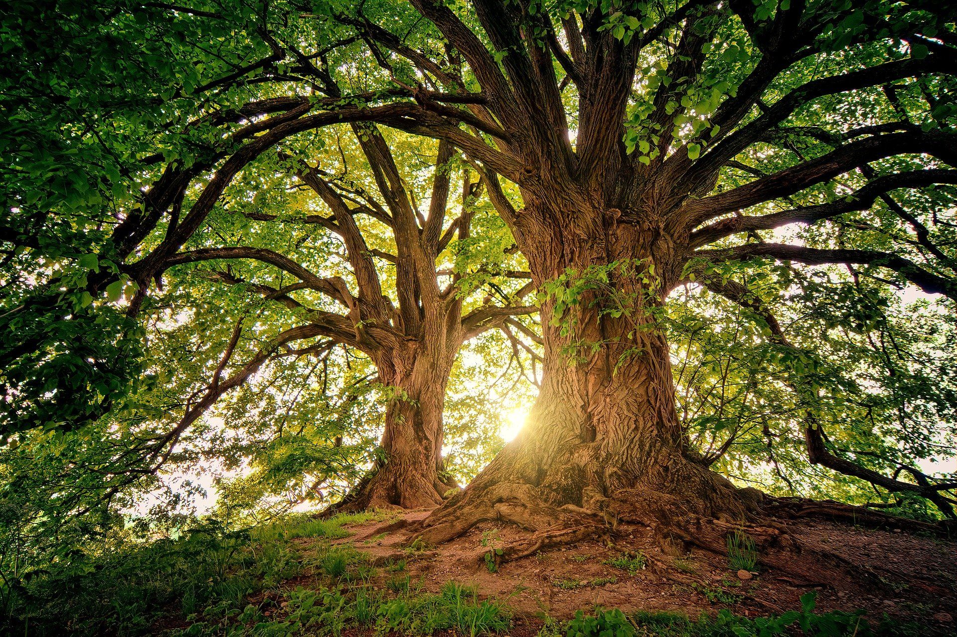 Favorite Tree