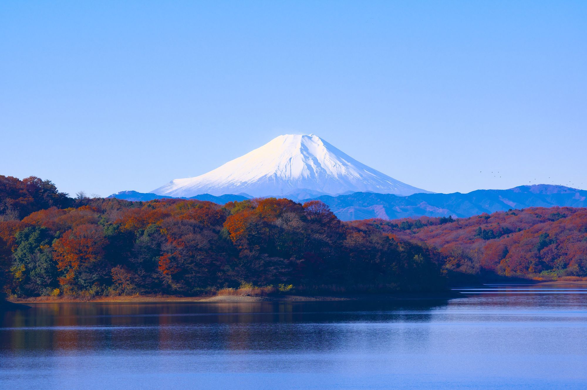 Learning Japanese in 6 Months: Month Five Update